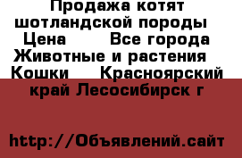 Продажа котят шотландской породы › Цена ­ - - Все города Животные и растения » Кошки   . Красноярский край,Лесосибирск г.